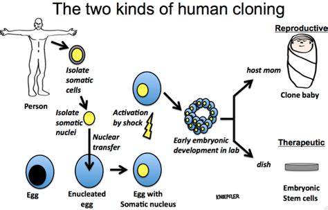Exploring the Possibilities of Cloning